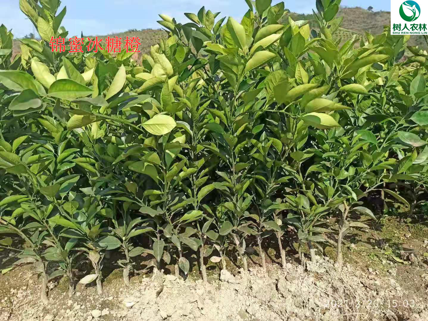 長沙市順世農林科技有限公司,湖(hú)南(nán)柑橘品種銷售,中國(guó)果樹(shù)網,常綠(lǜ)果樹(shù)類哪裡(lǐ)好(hǎo)