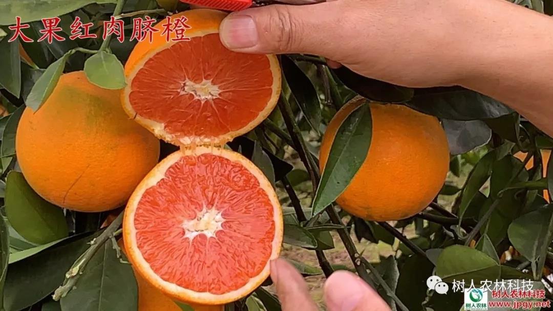 長沙市順世農林科技有限公司,湖(hú)南(nán)柑橘品種銷售,中國(guó)果樹(shù)網,常綠(lǜ)果樹(shù)類哪裡(lǐ)好(hǎo)