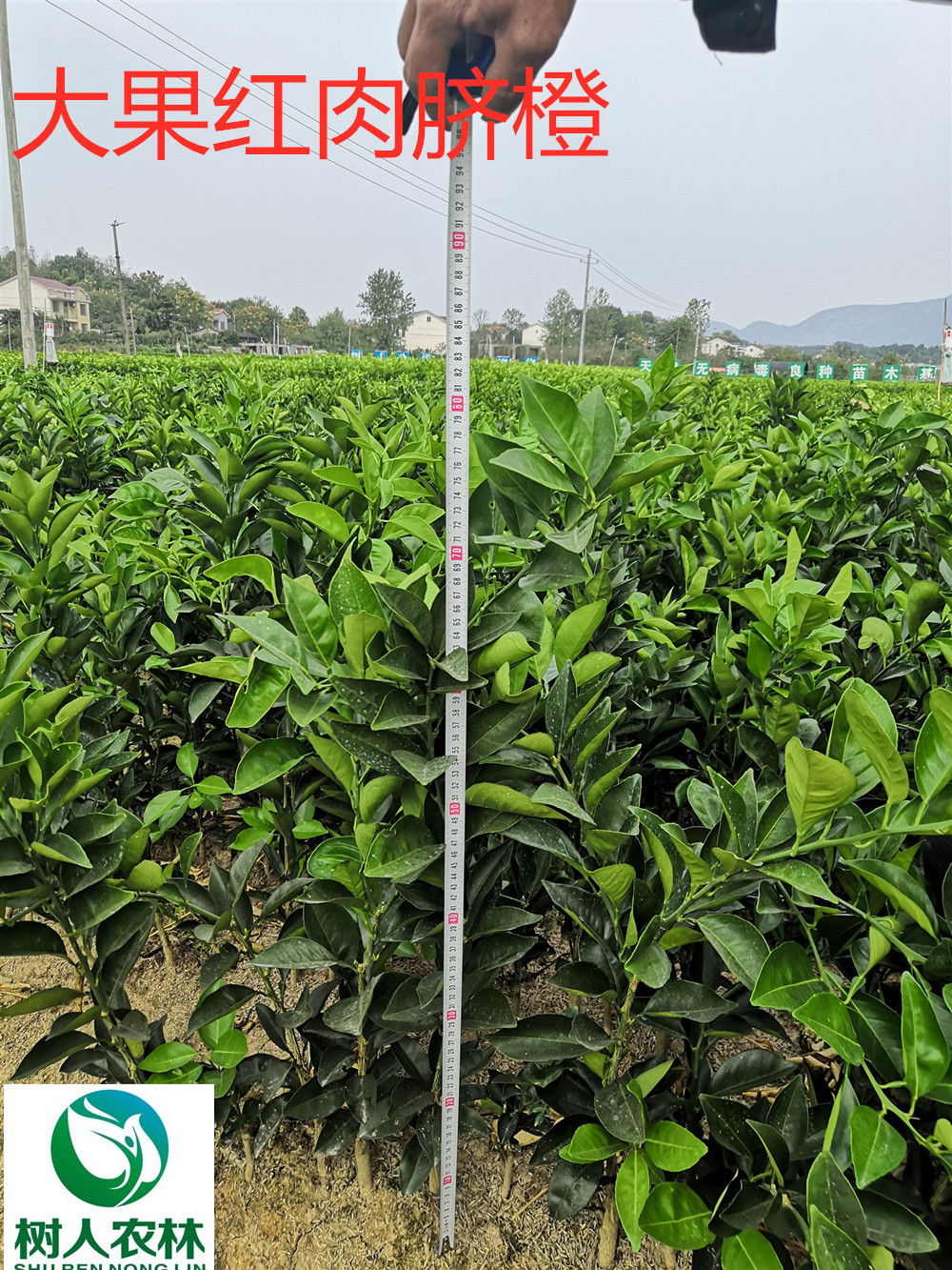 長沙市順世農林科技有限公司,湖(hú)南(nán)柑橘品種銷售,中國(guó)果樹(shù)網,常綠(lǜ)果樹(shù)類哪裡(lǐ)好(hǎo)