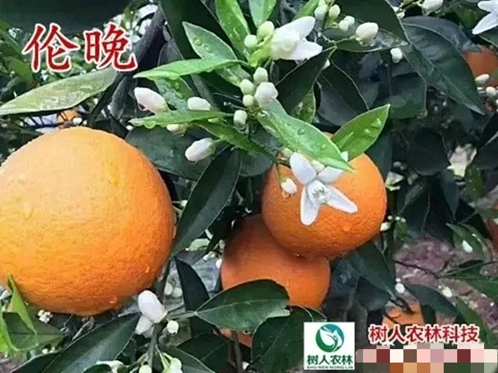 長沙市順世農林科技有限公司,湖(hú)南(nán)柑橘品種銷售,中國(guó)果樹(shù)網,常綠(lǜ)果樹(shù)類哪裡(lǐ)好(hǎo)