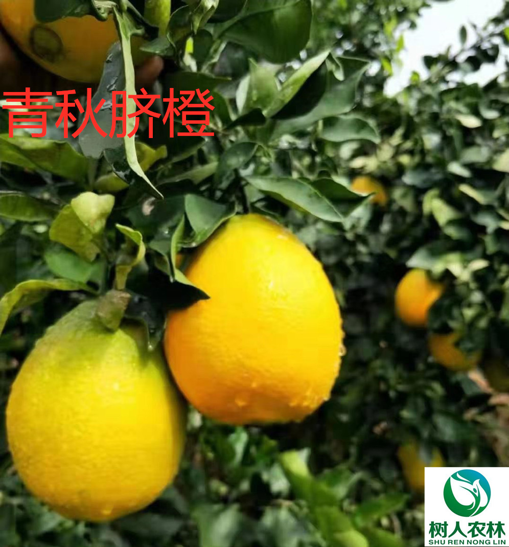 長沙市順世農林科技有限公司,湖(hú)南(nán)柑橘品種銷售,中國(guó)果樹(shù)網,常綠(lǜ)果樹(shù)類哪裡(lǐ)好(hǎo)