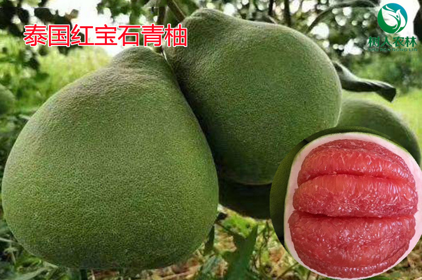 長沙市順世農林科技有限公司,湖(hú)南(nán)柑橘品種銷售,中國(guó)果樹(shù)網,常綠(lǜ)果樹(shù)類哪裡(lǐ)好(hǎo)