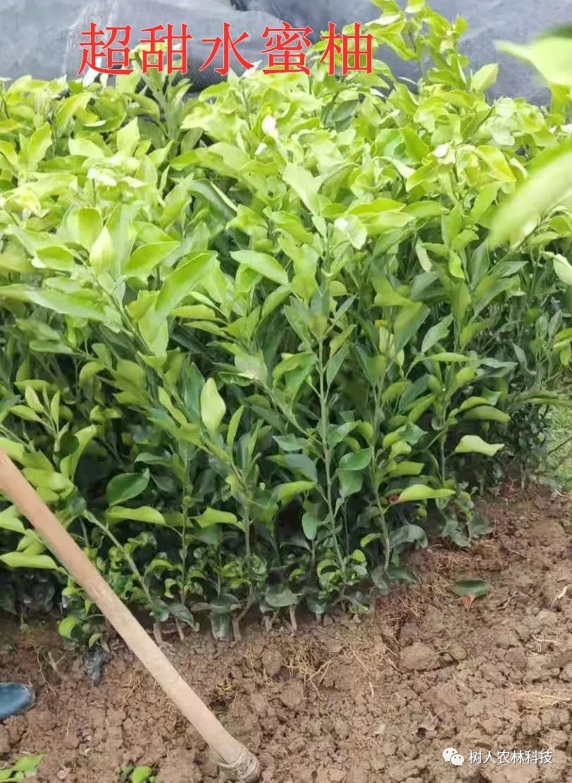 長沙市順世農林科技有限公司,湖(hú)南(nán)柑橘品種銷售,中國(guó)果樹(shù)網,常綠(lǜ)果樹(shù)類哪裡(lǐ)好(hǎo)