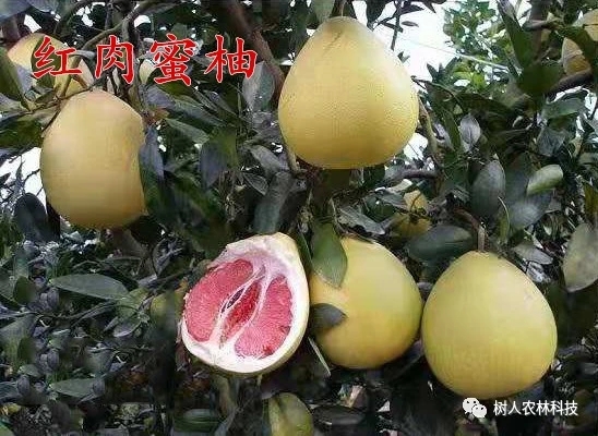 長沙市順世農林科技有限公司,湖(hú)南(nán)柑橘品種銷售,中國(guó)果樹(shù)網,常綠(lǜ)果樹(shù)類哪裡(lǐ)好(hǎo)
