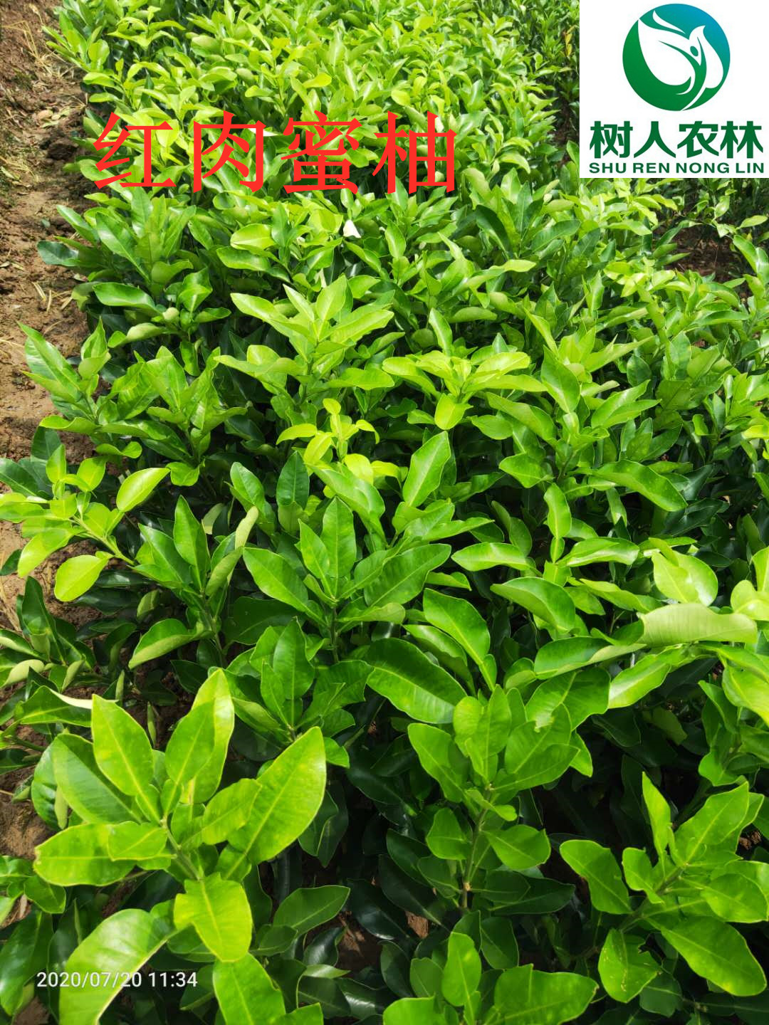 長沙市順世農林科技有限公司,湖(hú)南(nán)柑橘品種銷售,中國(guó)果樹(shù)網,常綠(lǜ)果樹(shù)類哪裡(lǐ)好(hǎo)