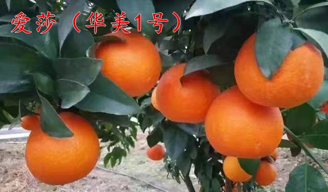 愛(ài)莎