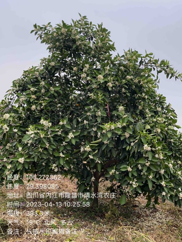 長沙市順世農林科技有限公司,湖(hú)南(nán)柑橘品種銷售,中國(guó)果樹(shù)網,常綠(lǜ)果樹(shù)類哪裡(lǐ)好(hǎo)