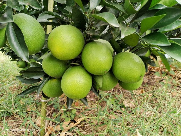 紐荷爾臍新系