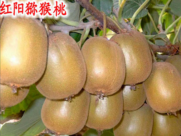 紅(hóng)陽猕猴桃