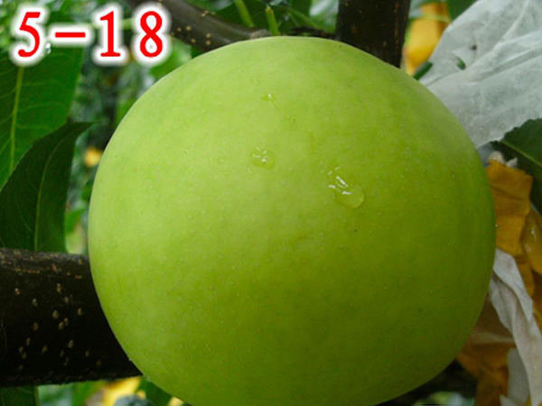 5-18（初夏美(měi)）