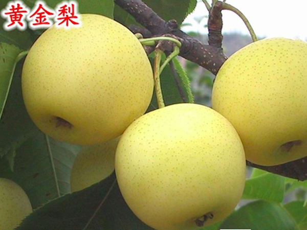 黃(huáng)金(jīn)梨