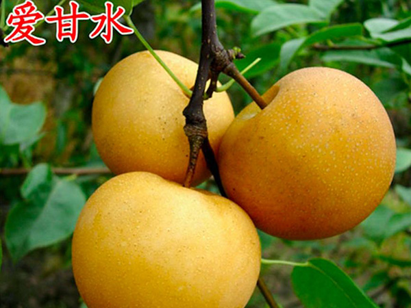 愛(ài)甘水(shuǐ)