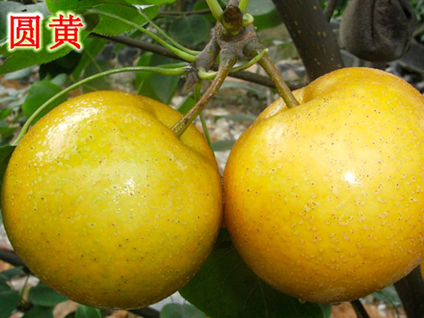 圓黃(huáng)