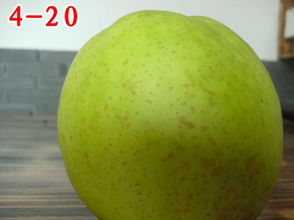 4-20（初夏綠(lǜ)）