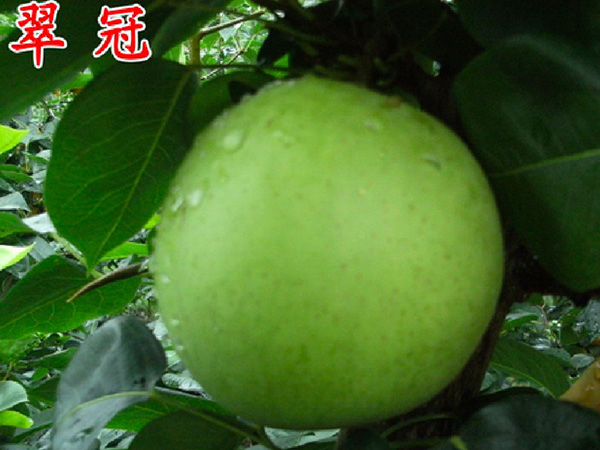 翠冠（六月(yuè)雪(xuě)）
