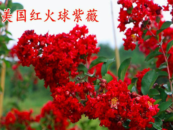 美(měi)國(guó)紅(hóng)火(huǒ)球紫薇