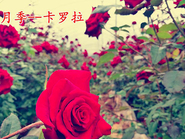 中國(guó)月(yuè)季