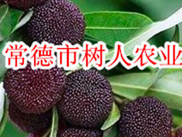 黑(hēi)瑞林(lín)