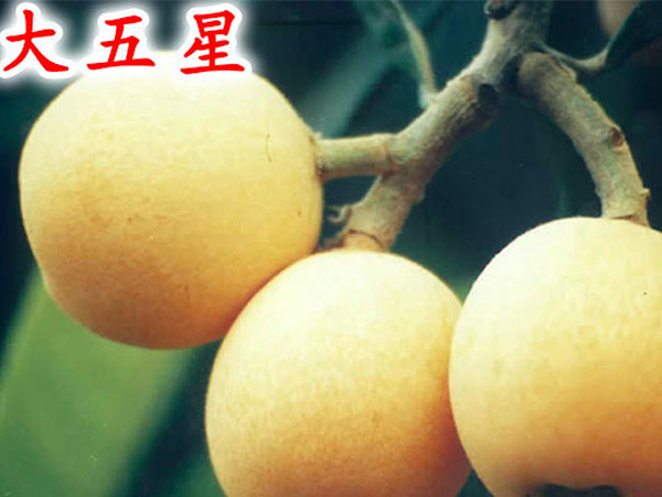 大(dà)五星