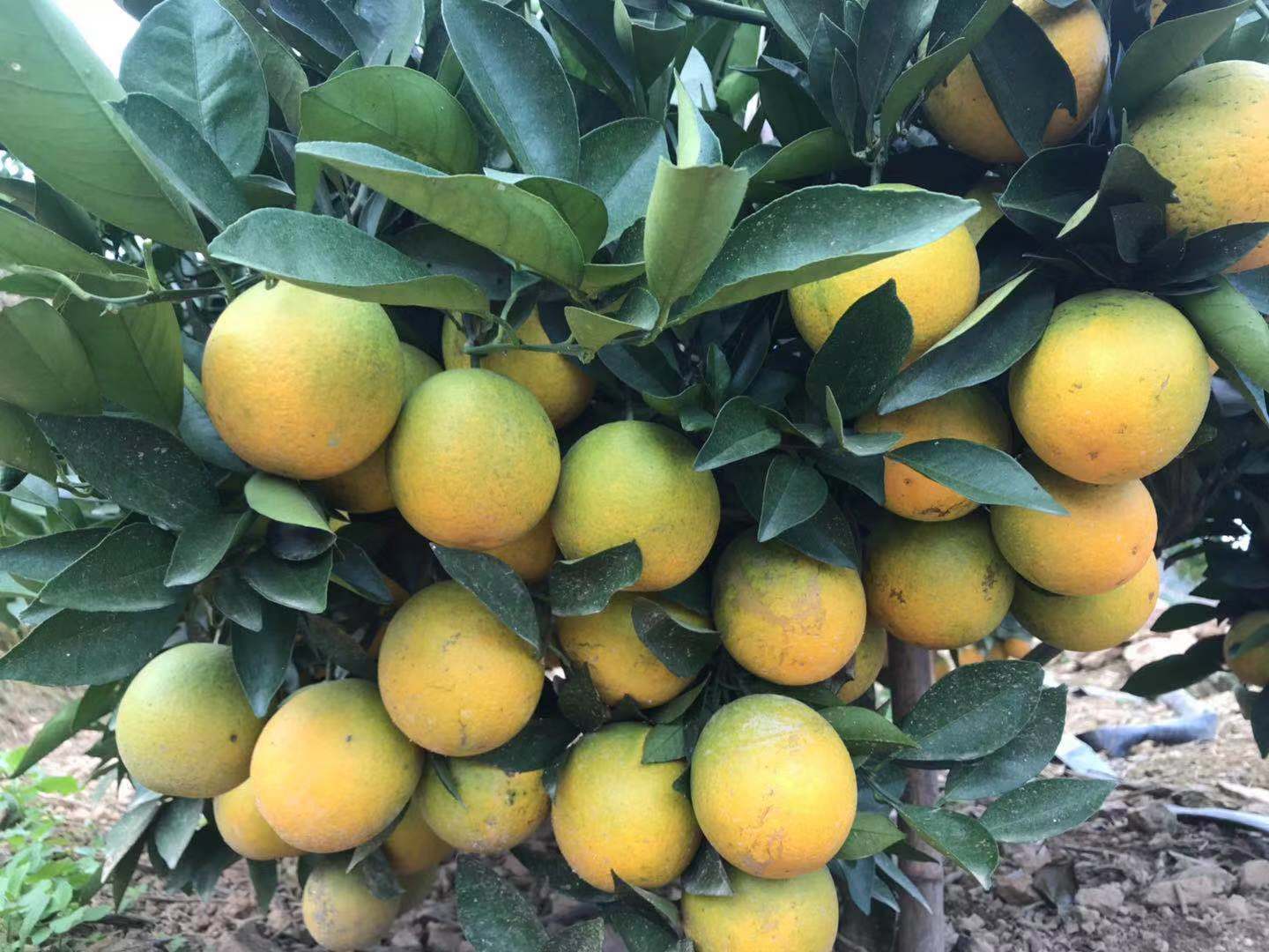 錦蜜冰糖橙
